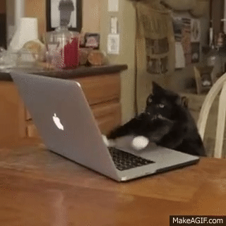 Cat on Computer GIF