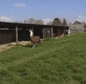 Jumping llama GIF