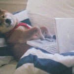 puppy-on-computer